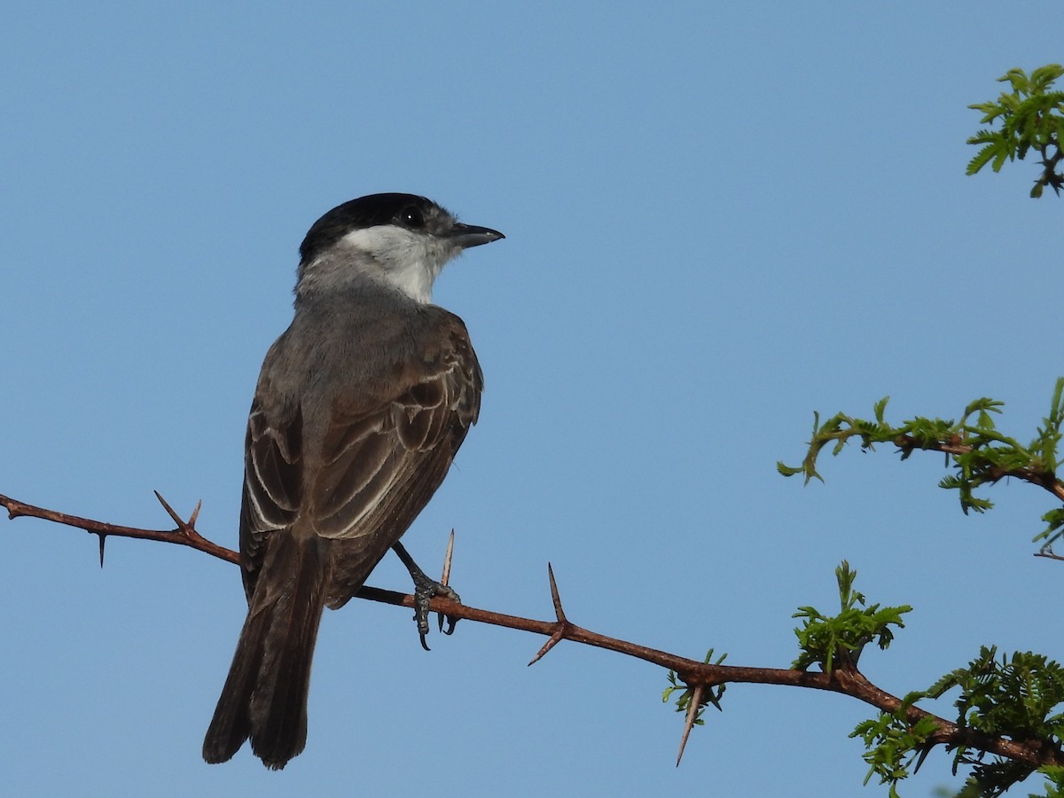 White-naped Xenopsaris - ML646930518