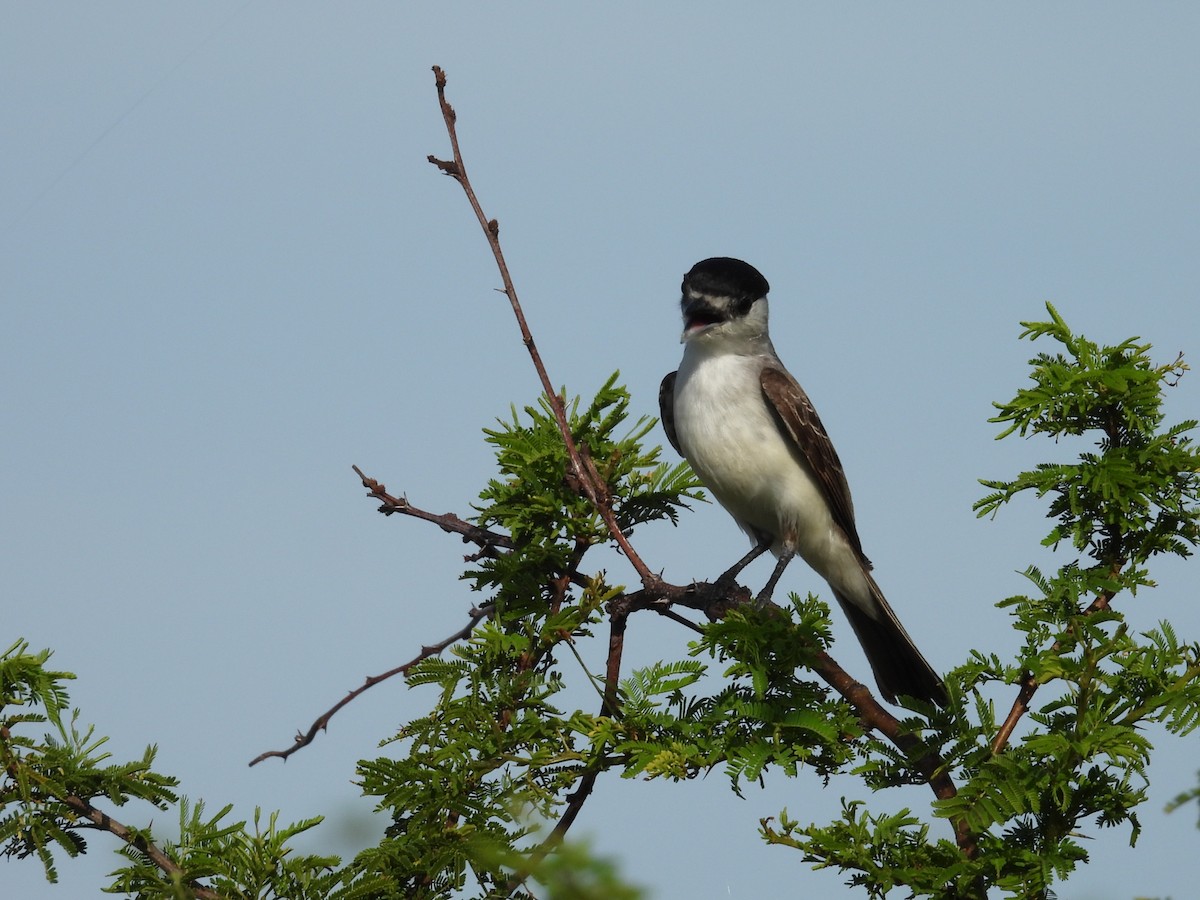 White-naped Xenopsaris - ML646930519