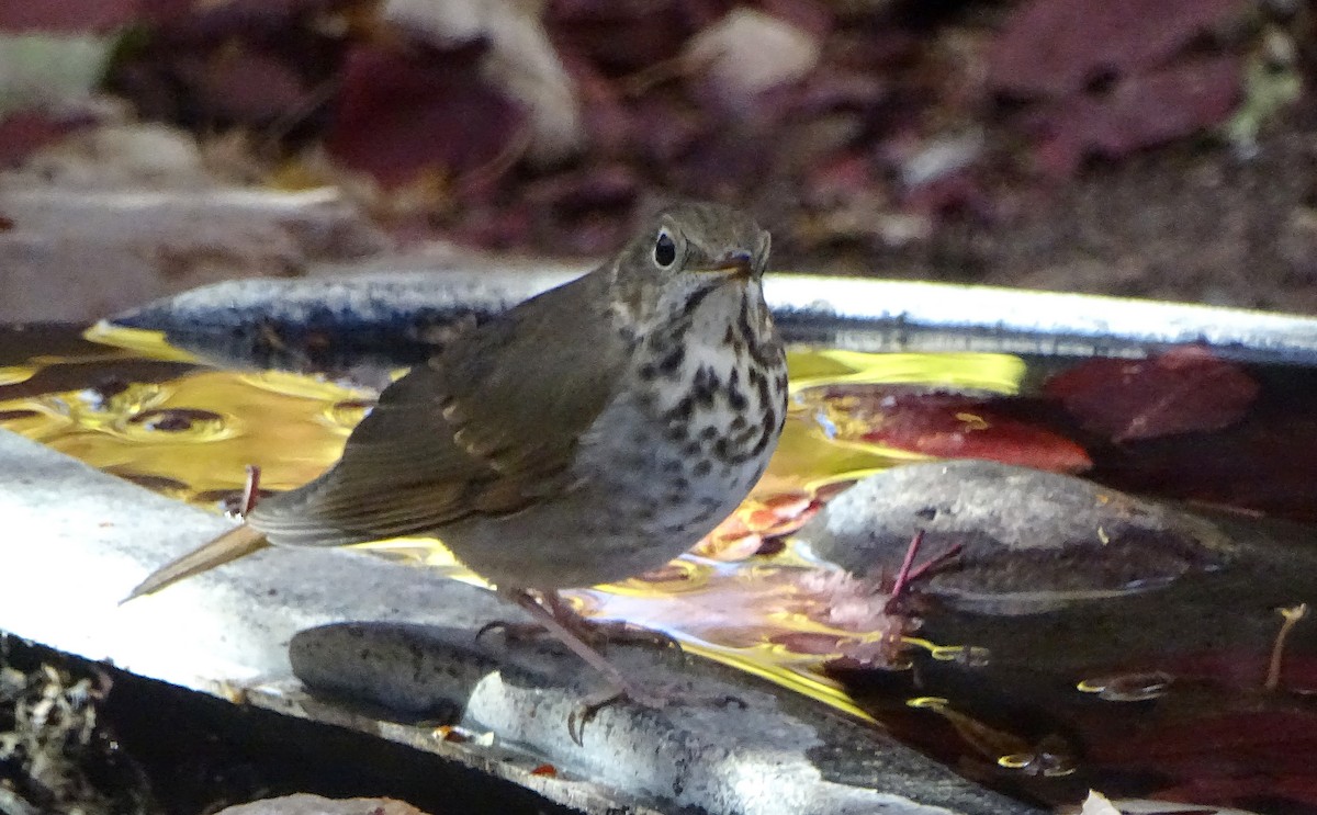 Hermit Thrush - ML646930521