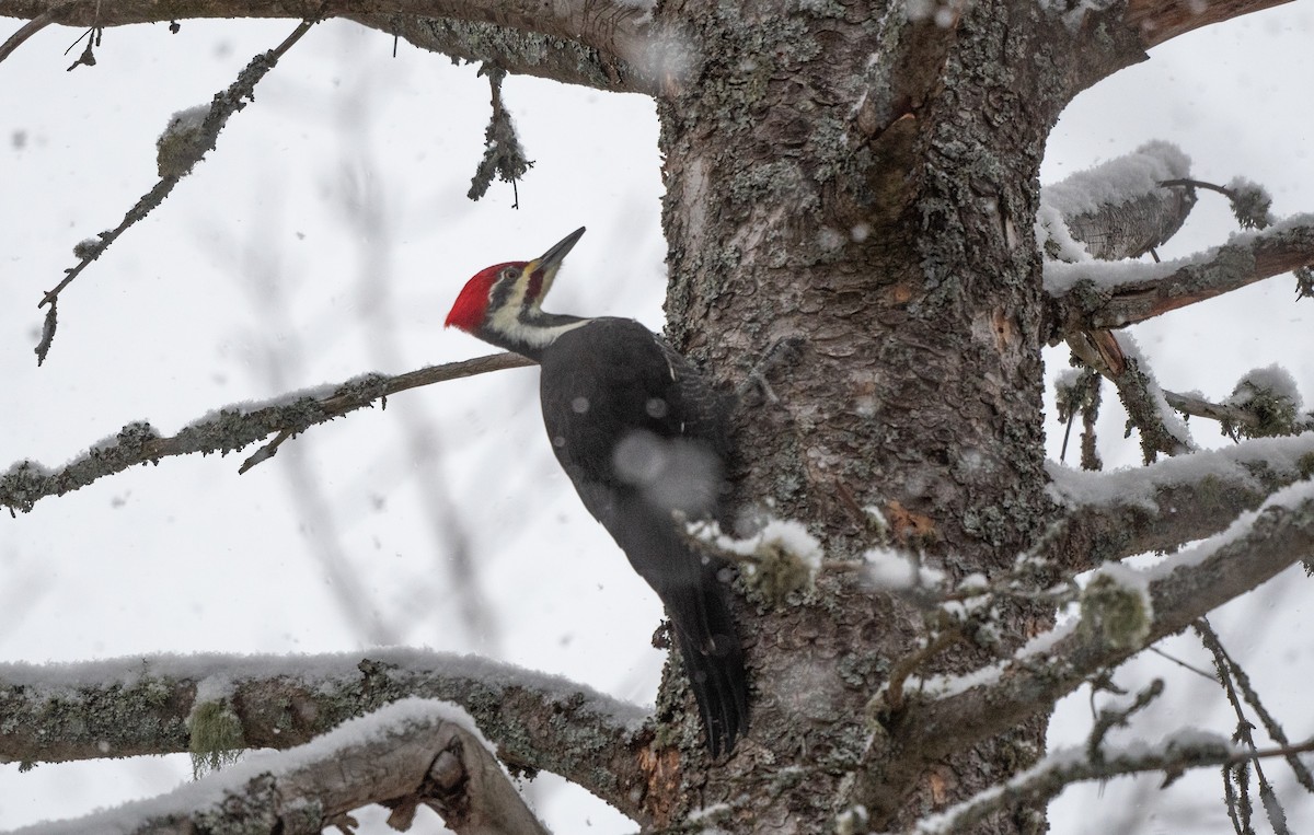 Pileated Woodpecker - ML646930524