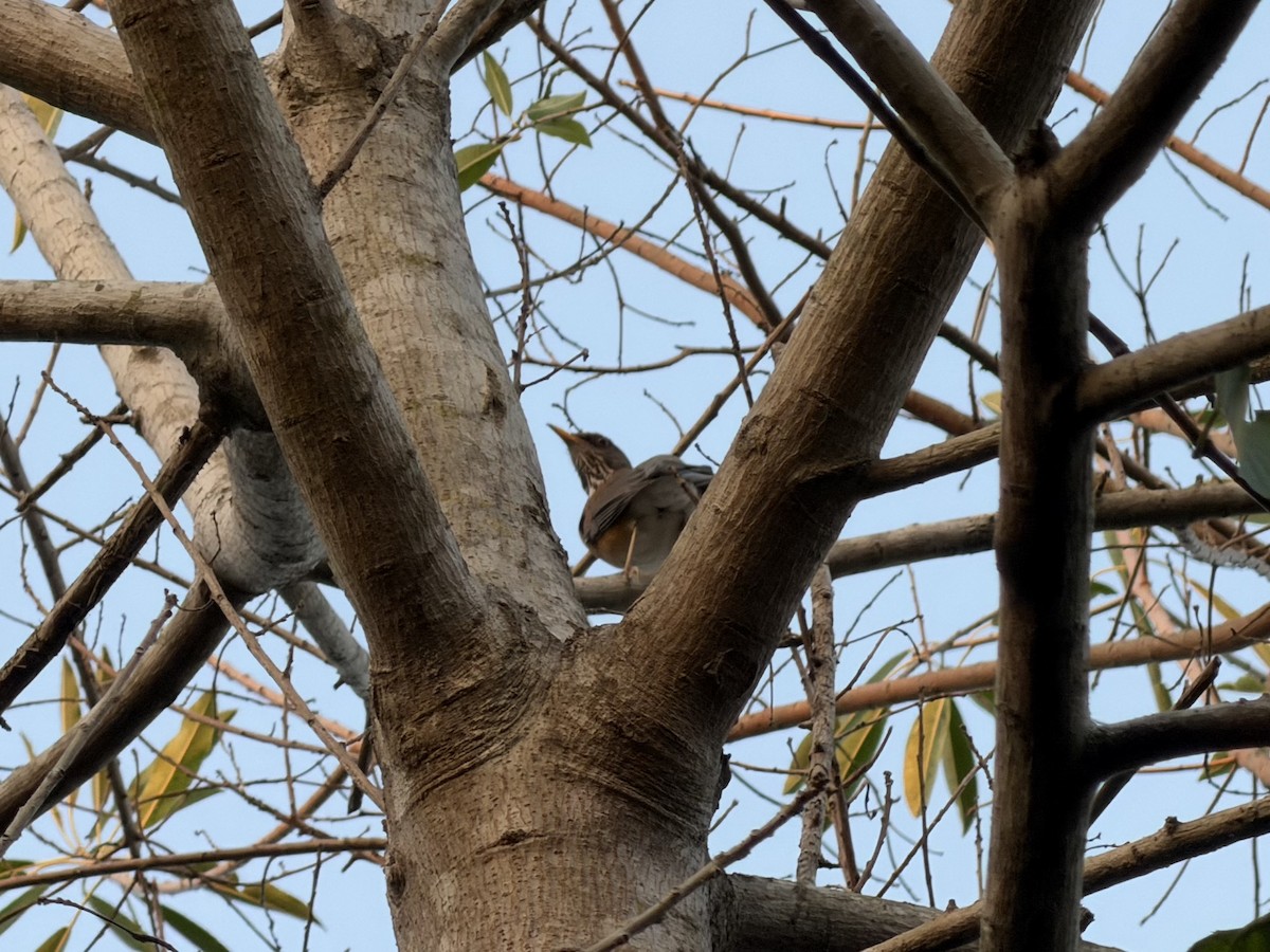 Rufous-backed Robin - ML646930528