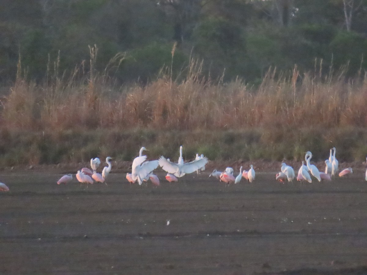 Roseate Spoonbill - ML646930529