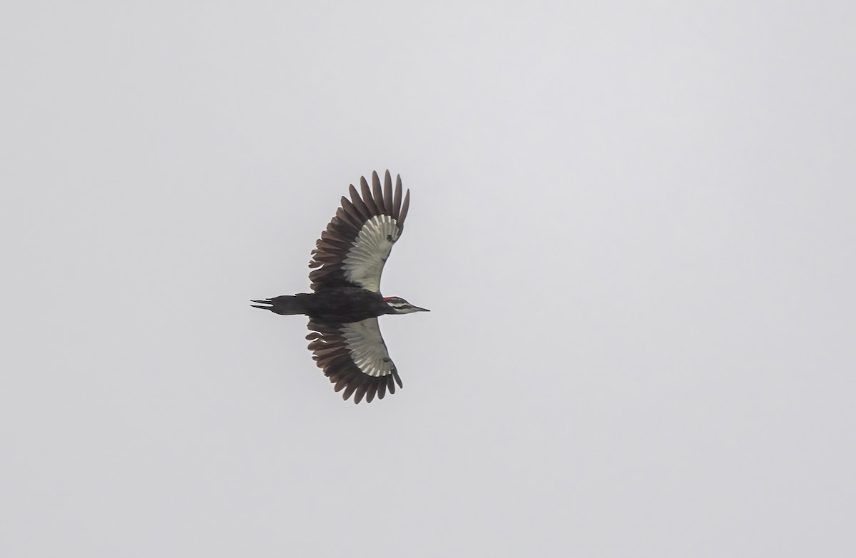 Pileated Woodpecker - ML646930535