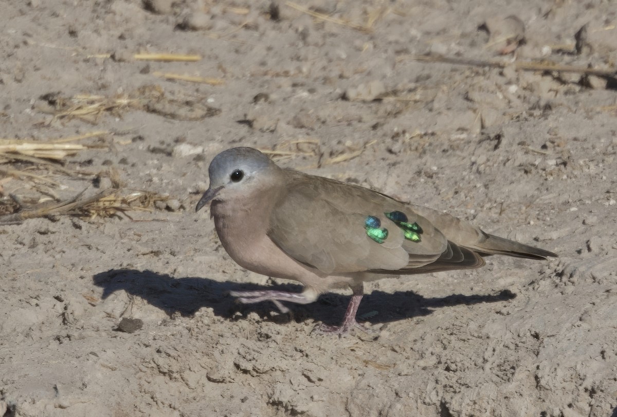 grønnflekkalvedue - ML646930539