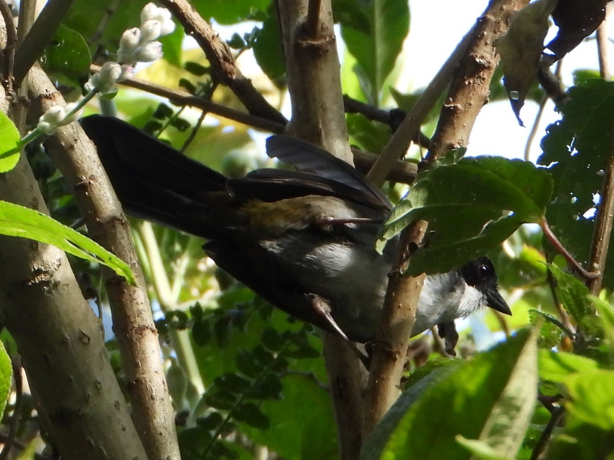 Cerquero Picofino - ML646930543