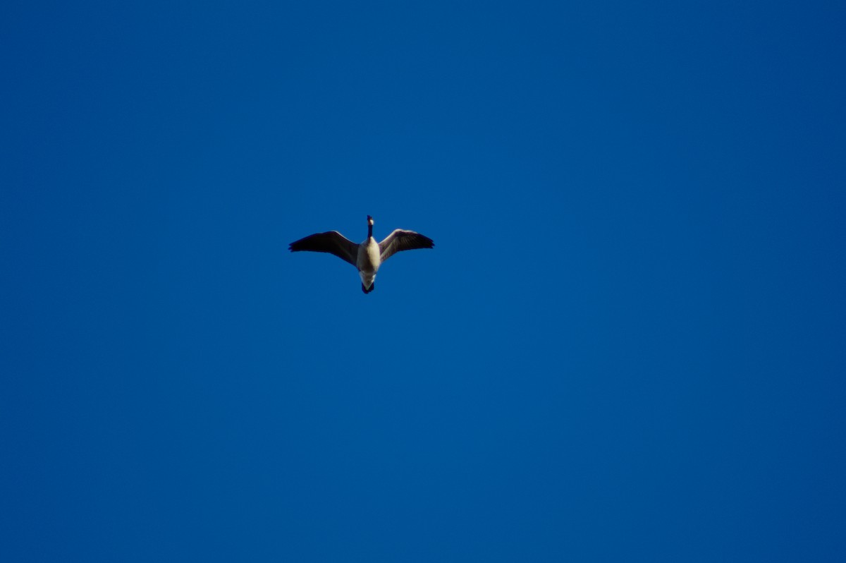 小加拿大雁 - ML646930544