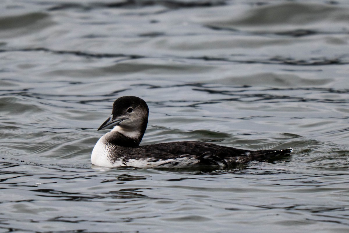 Common Loon - ML646930545