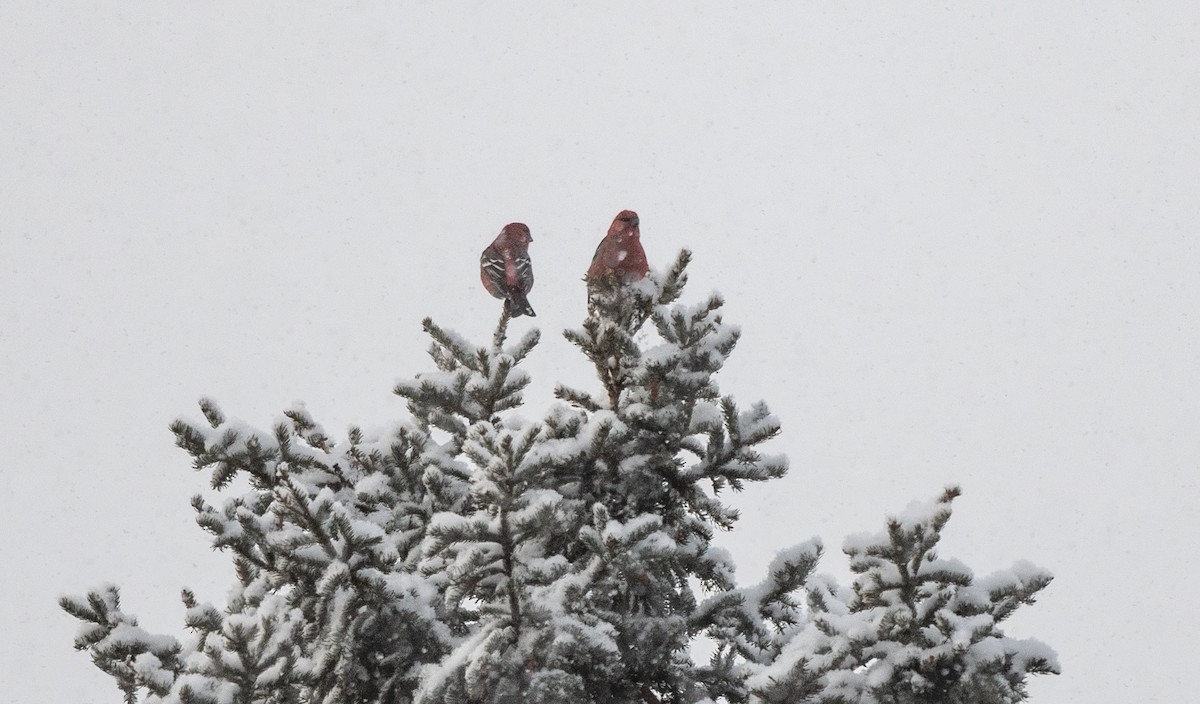 פתיאלי אורנים - ML646930551
