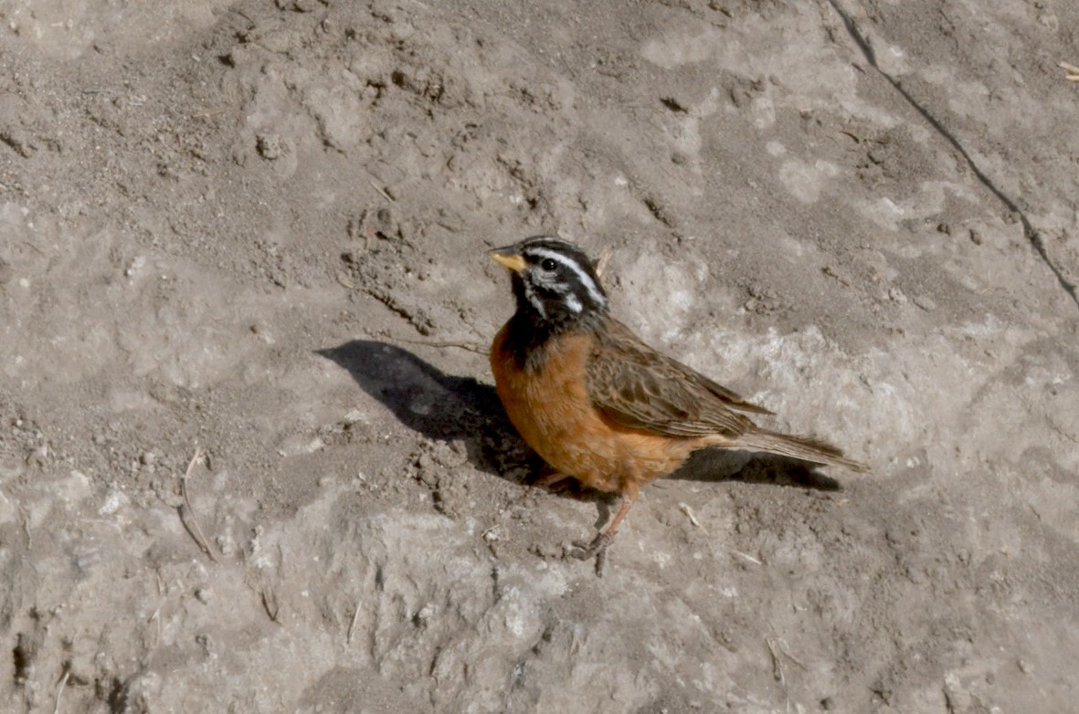 Cinnamon-breasted Bunting - ML646930553