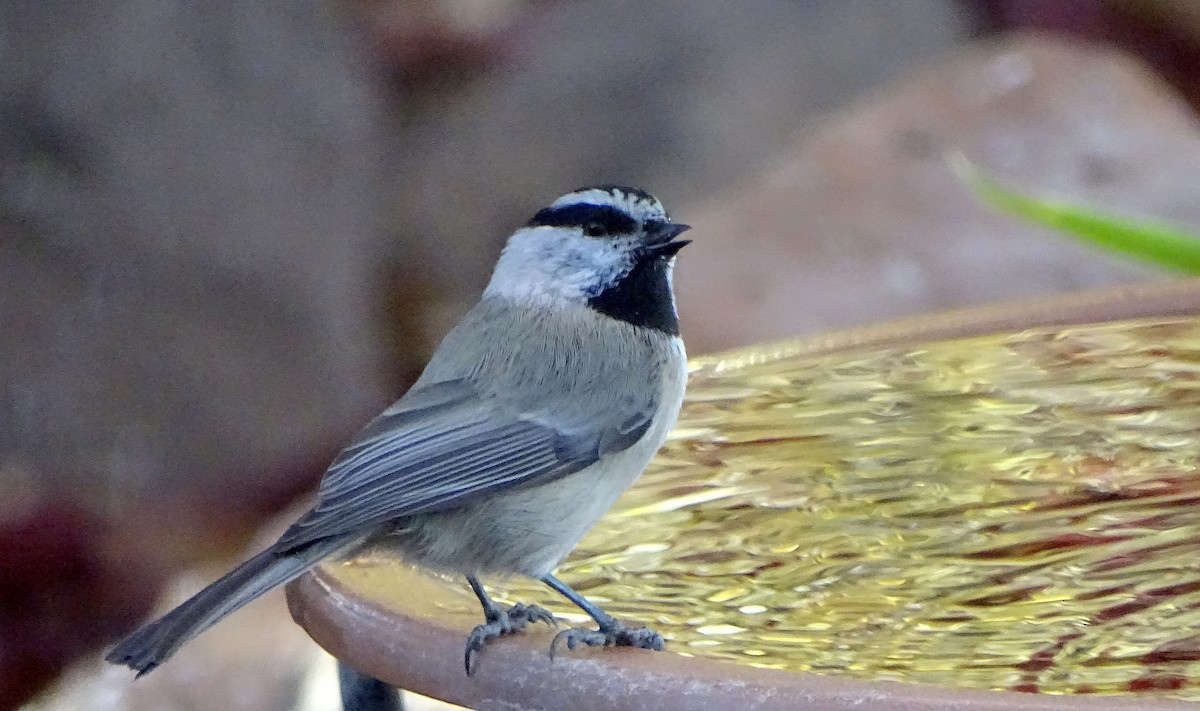 Mountain Chickadee - ML646930554