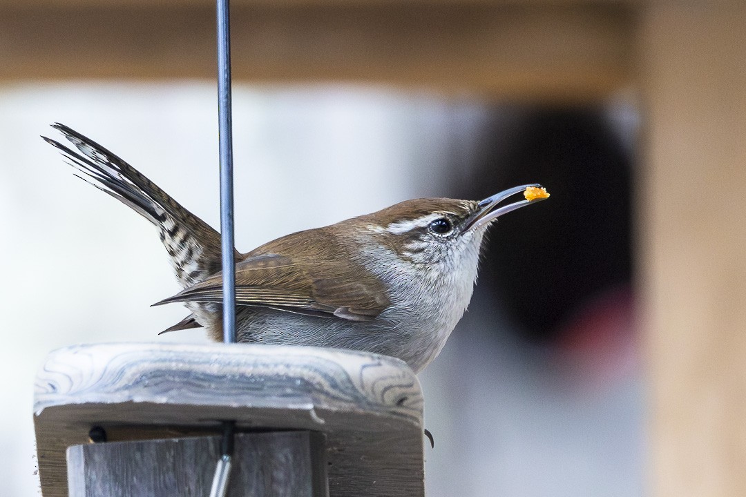 Troglodyte de Bewick - ML646930558