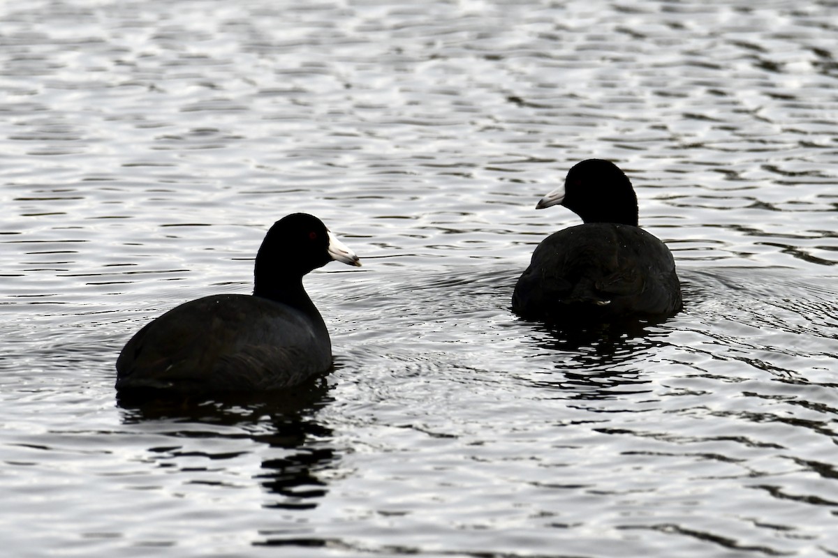 Focha Americana (Frentirroja) - ML646930562