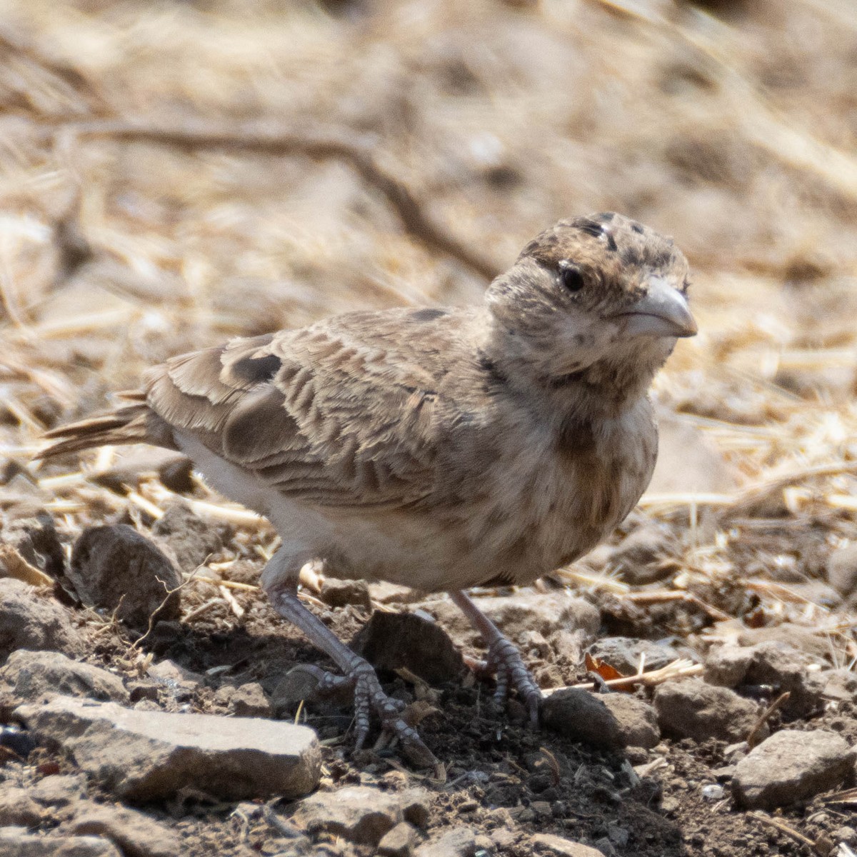 Braunscheitellerche - ML646930567