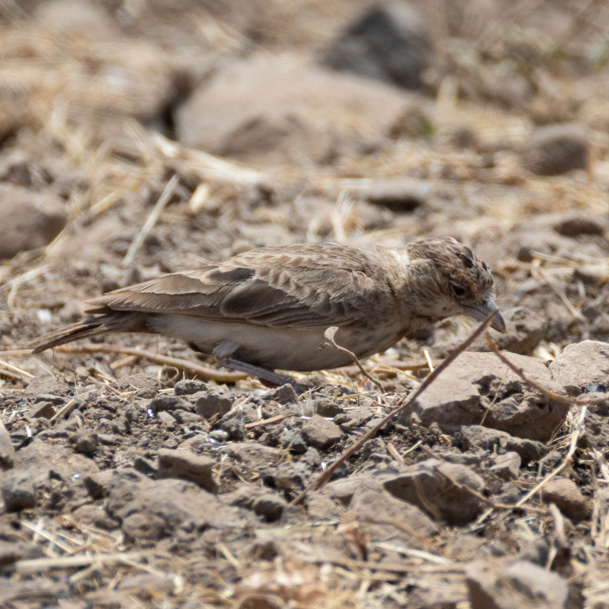 Braunscheitellerche - ML646930568