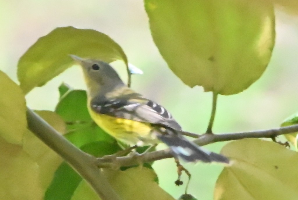 lesňáček tajgový - ML646930570