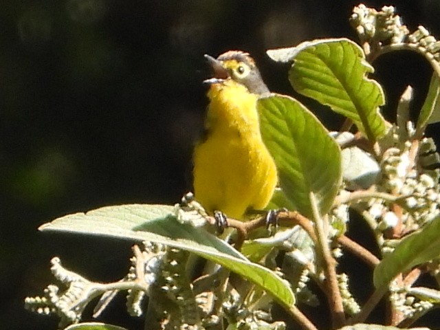 Spectacled Redstart - ML646930577