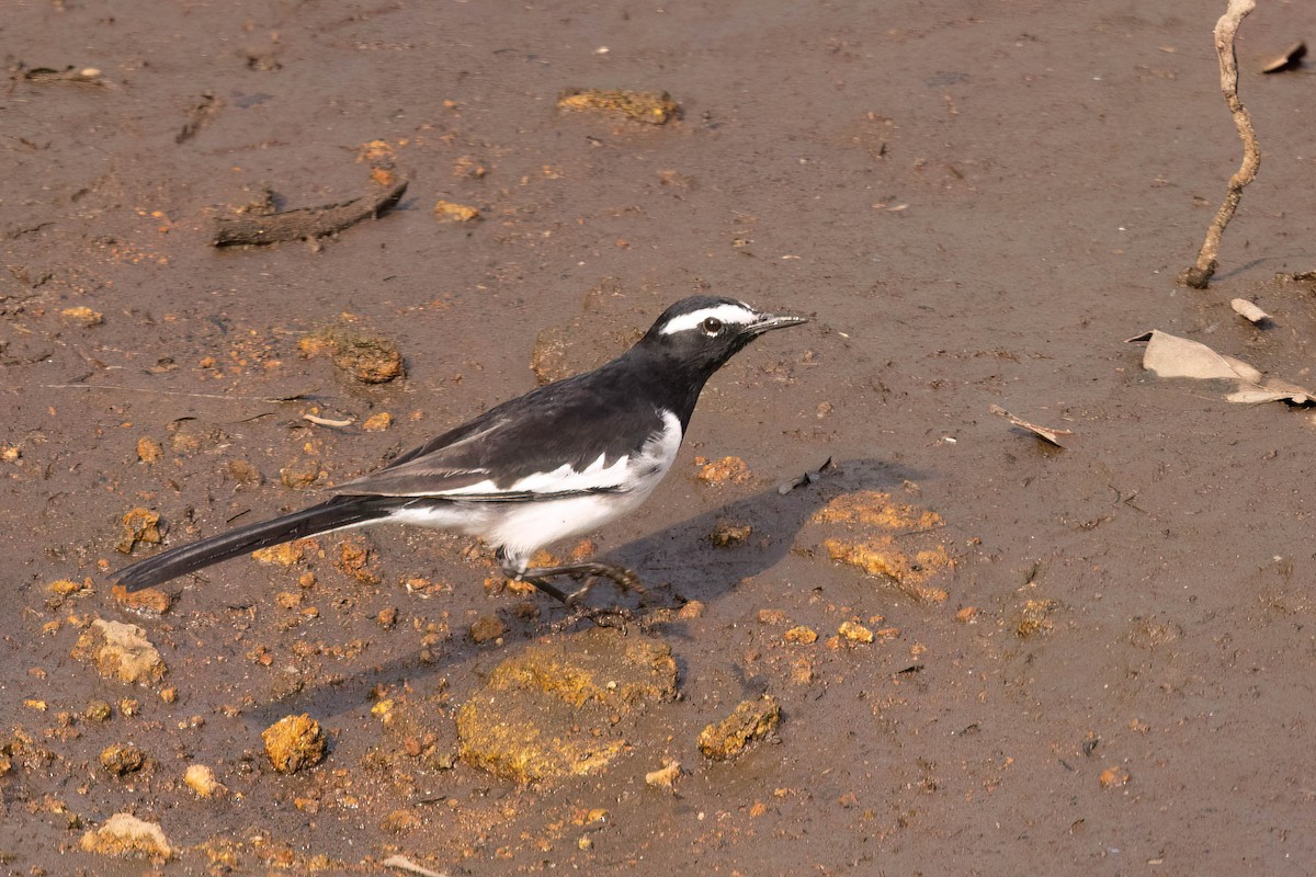 White-browed Wagtail - ML646930578