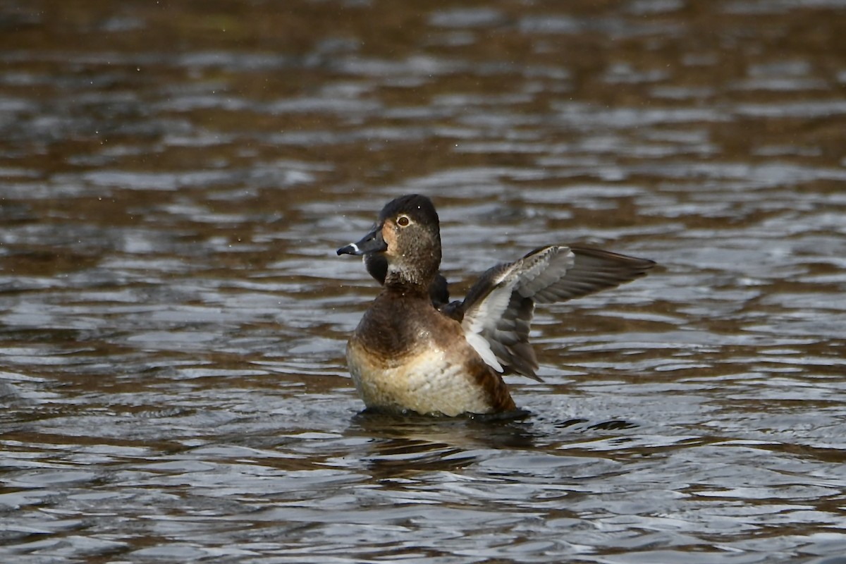 Porrón Acollarado - ML646930579