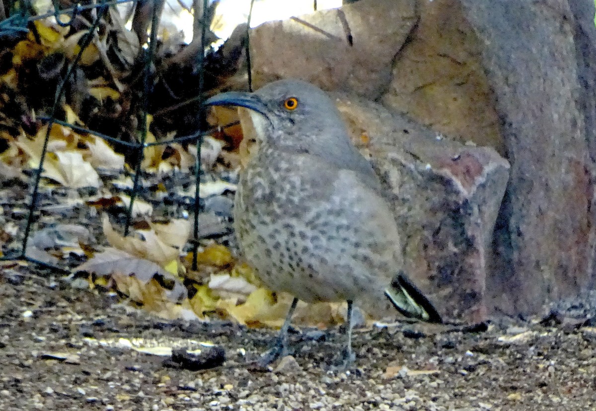 Curve-billed Thrasher - ML646930581