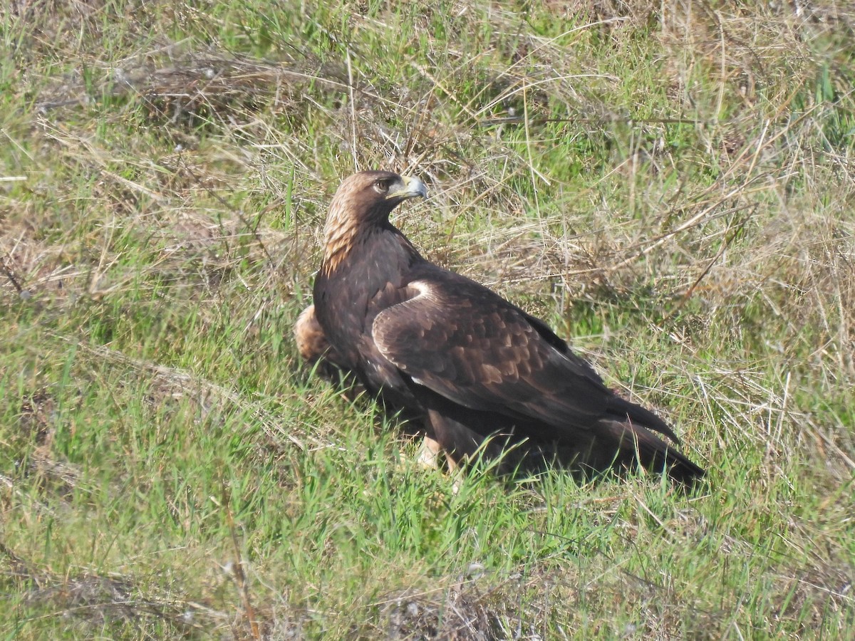 Steinadler - ML646930594