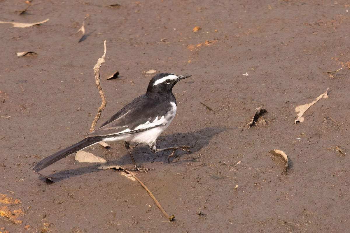 White-browed Wagtail - ML646930598