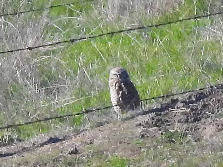 Kaninchenkauz - ML646930600