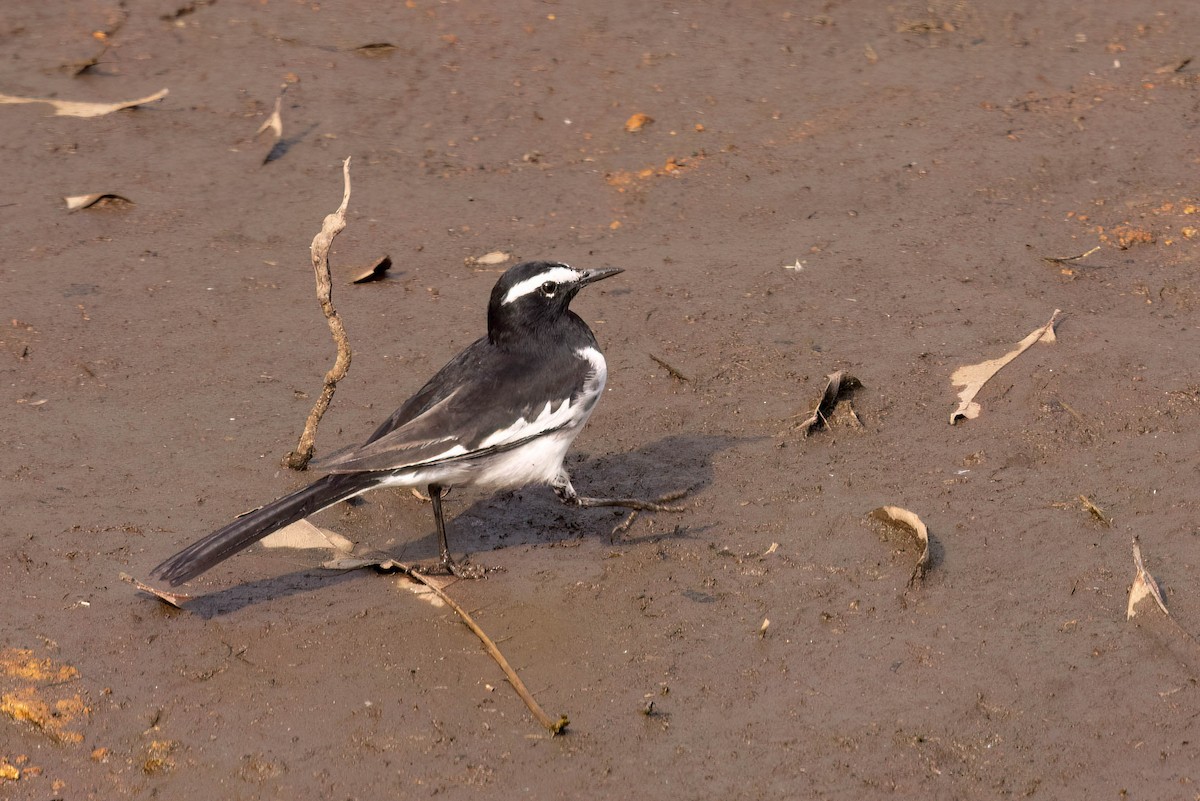 White-browed Wagtail - ML646930603