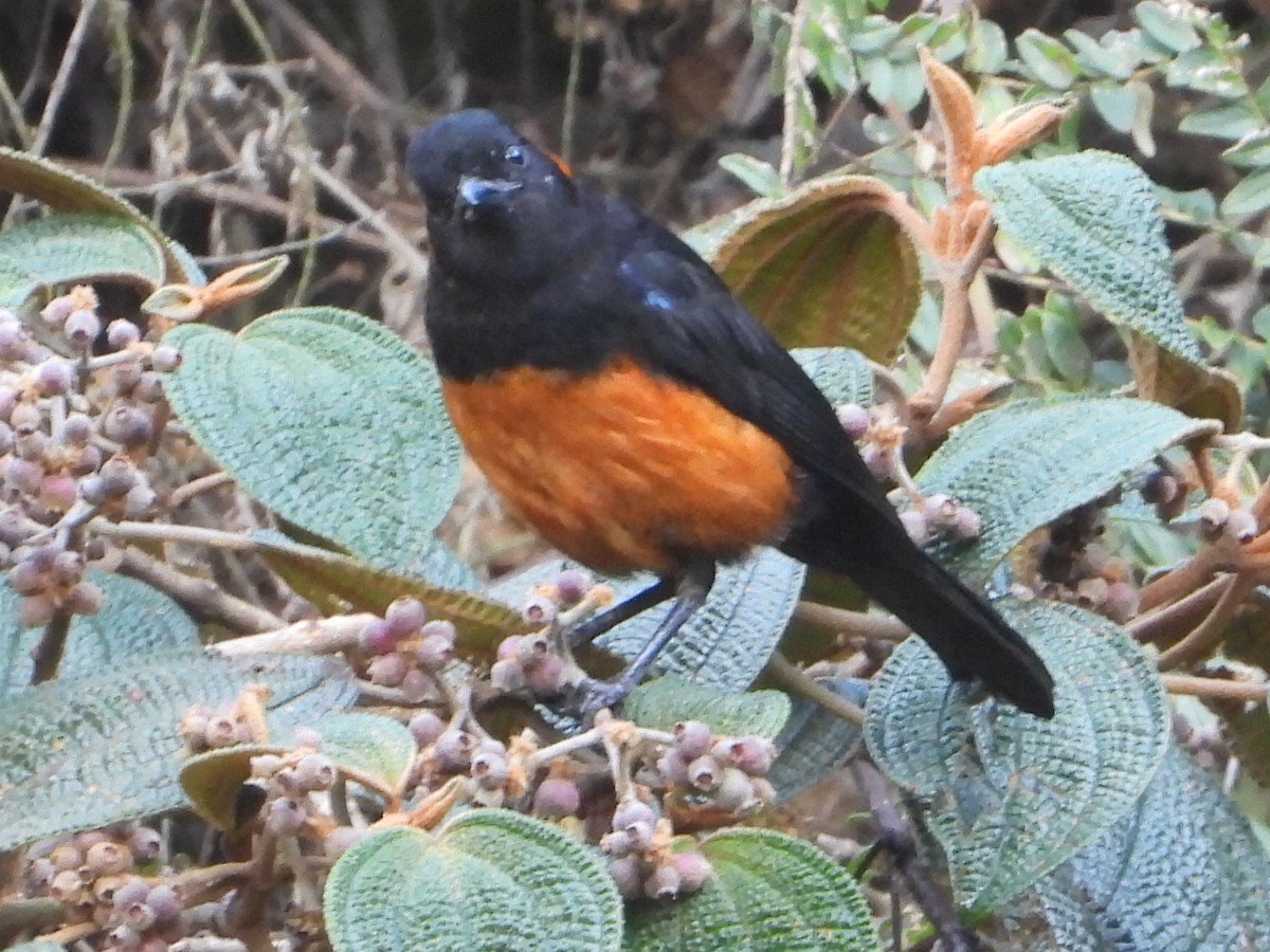 Tangara Ventriescarlata - ML646930604