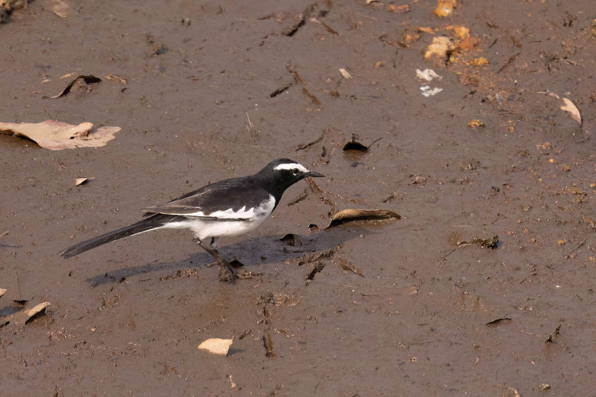 White-browed Wagtail - ML646930608