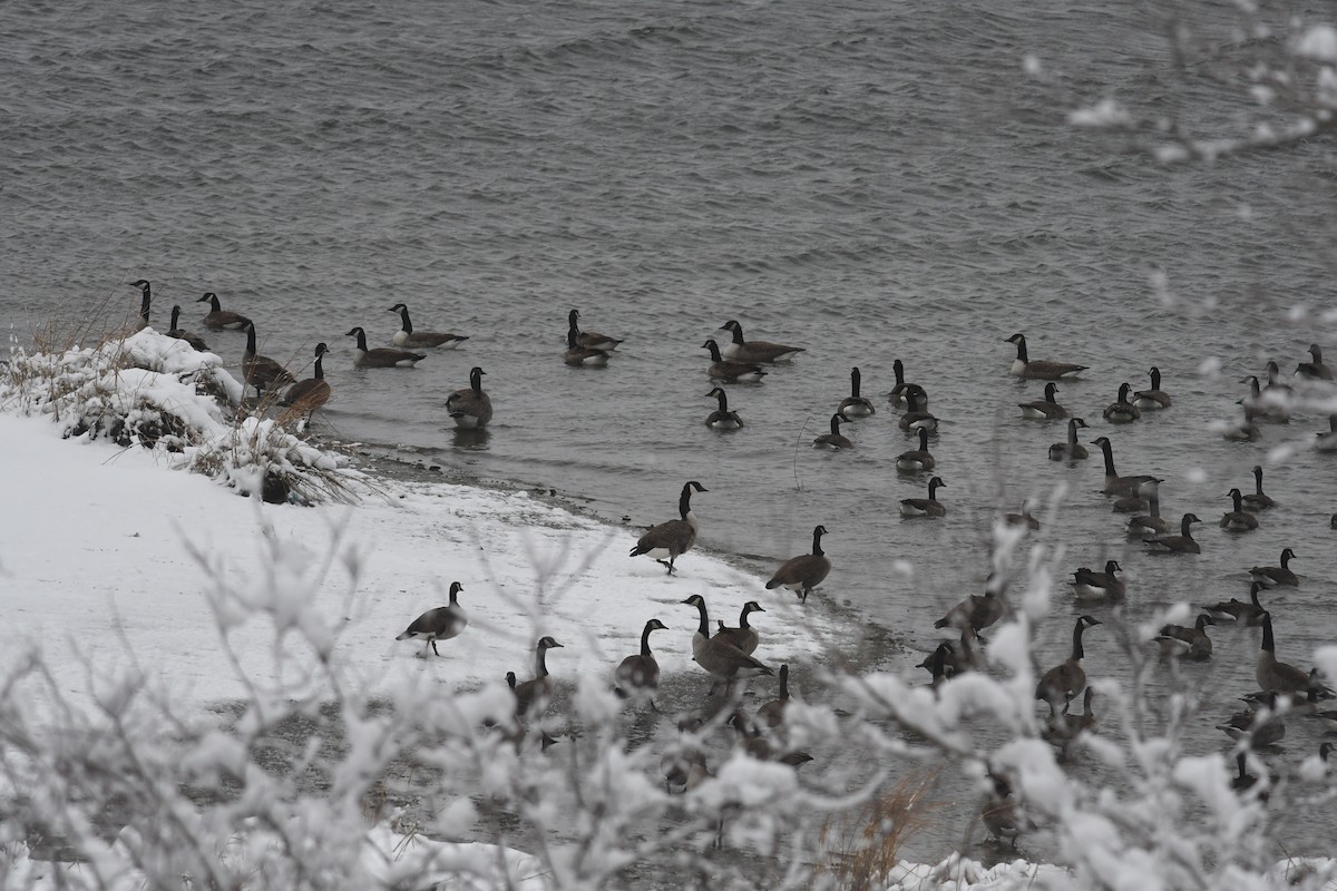 kanadagås - ML646930609