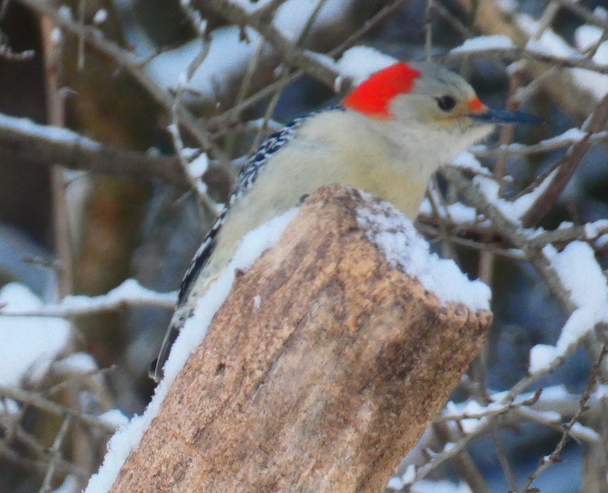 datel karolínský - ML646930610