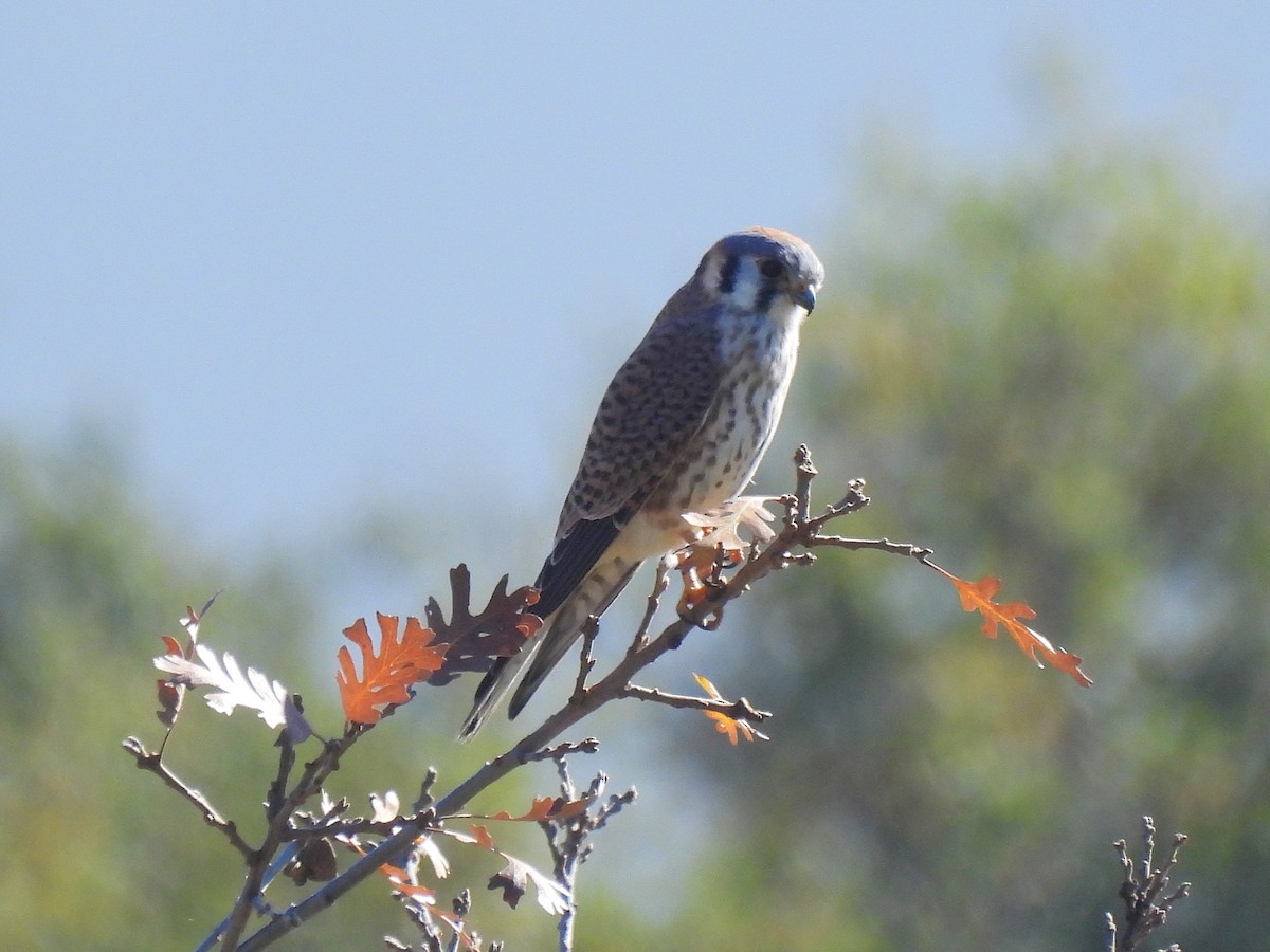 Buntfalke - ML646930616