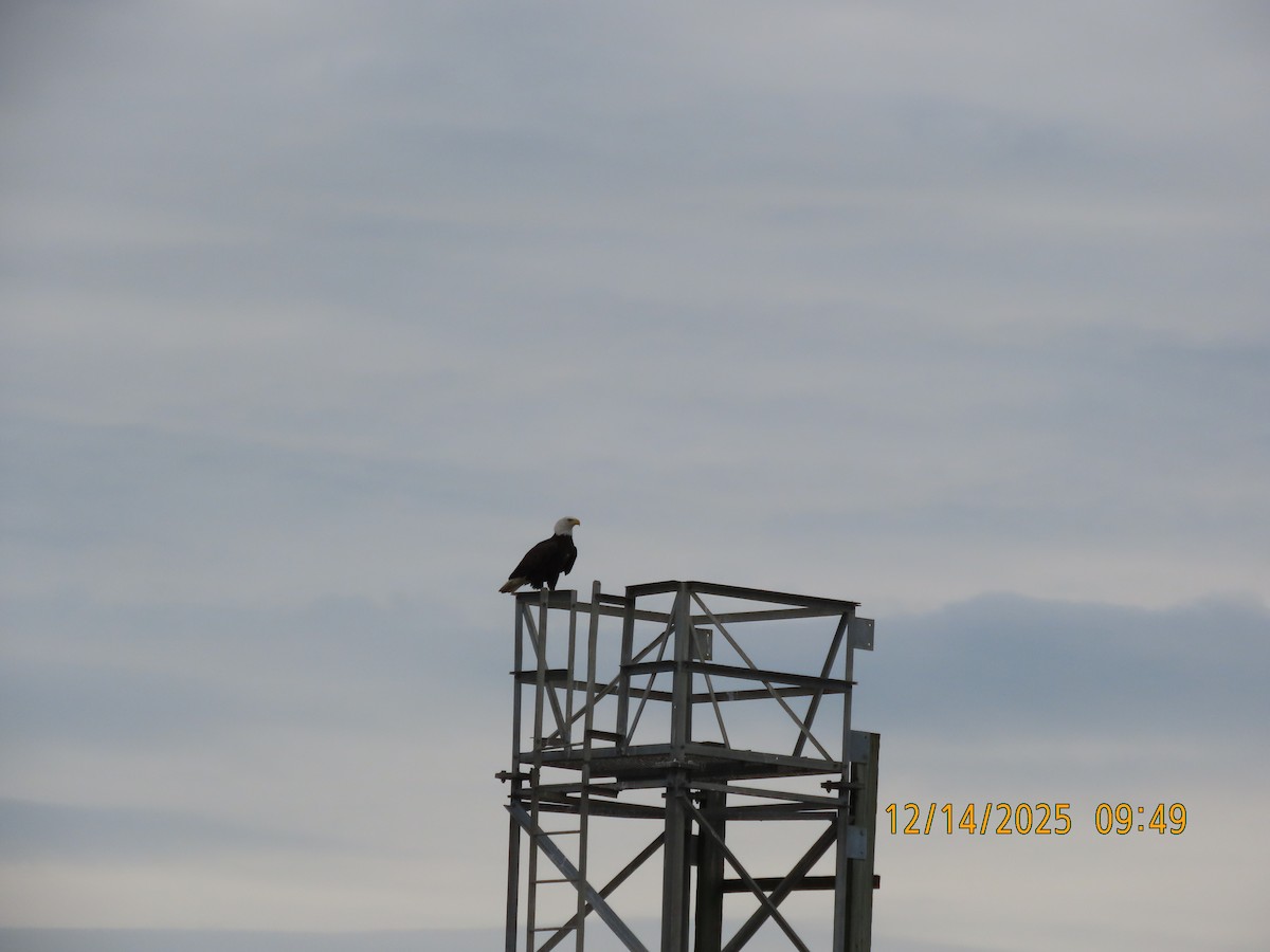 Itsas arrano buruzuria - ML646930618