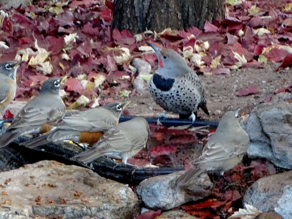 Northern Flicker - ML646930622
