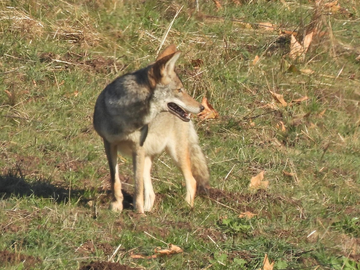 Kojote - ML646930625