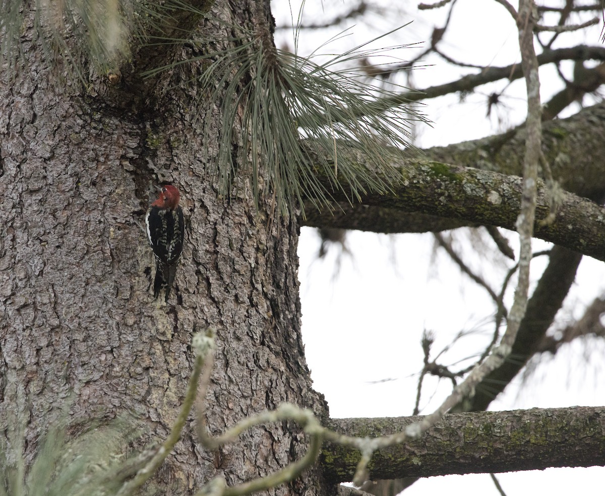 Дятел-смоктун червоноголовий - ML646930626