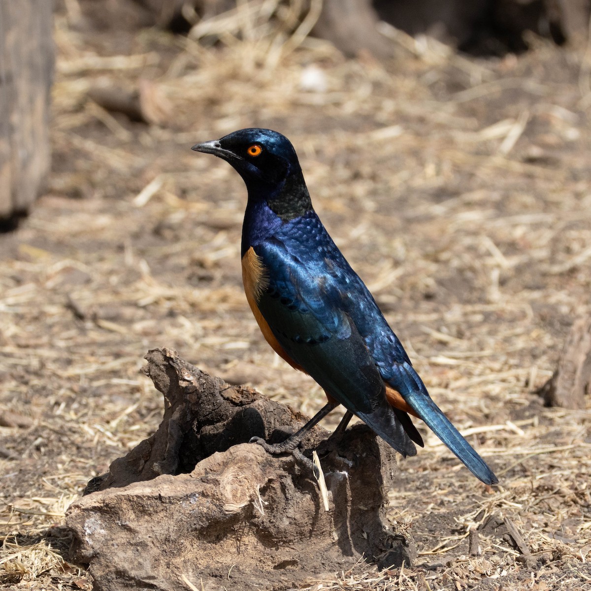 Hildebrandtglanzstar - ML646930628