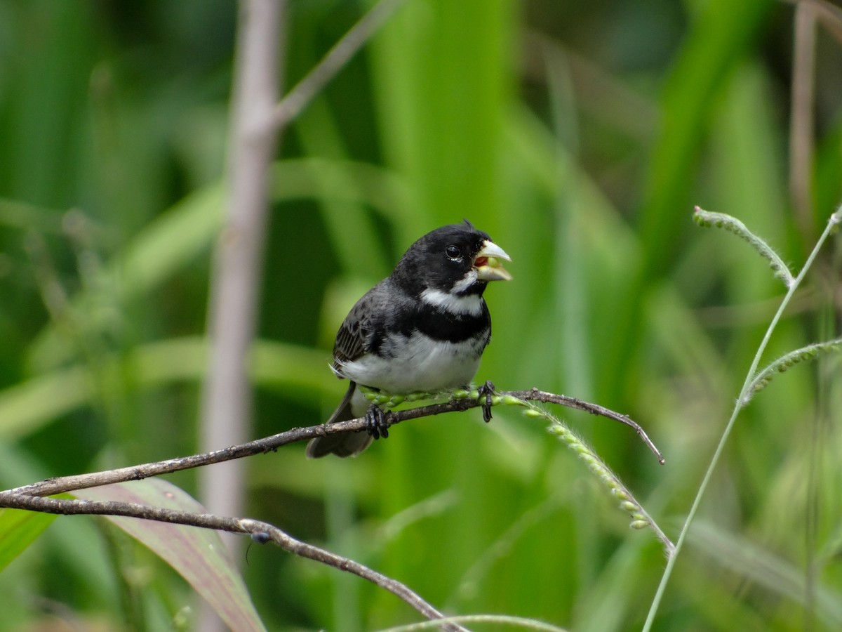 Double-collared Seedeater - ML646930630