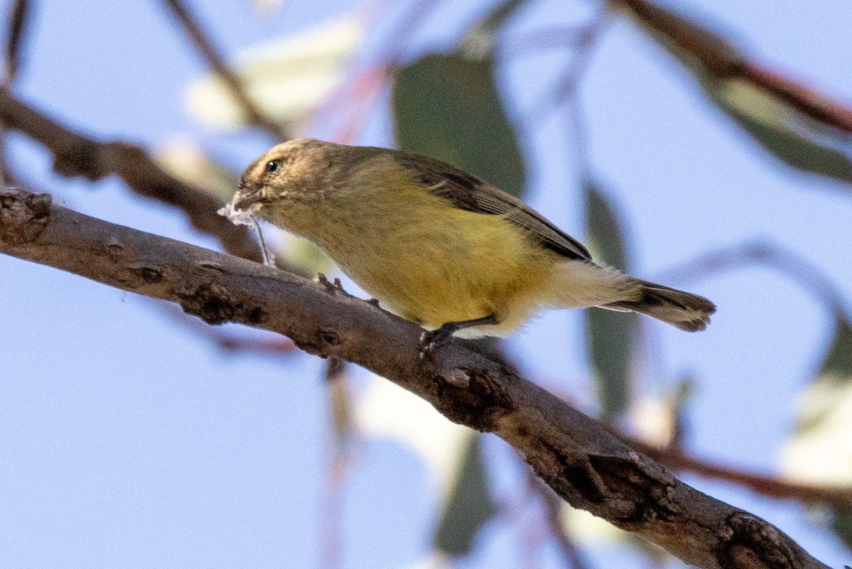 Stutzschnabel - ML646930631