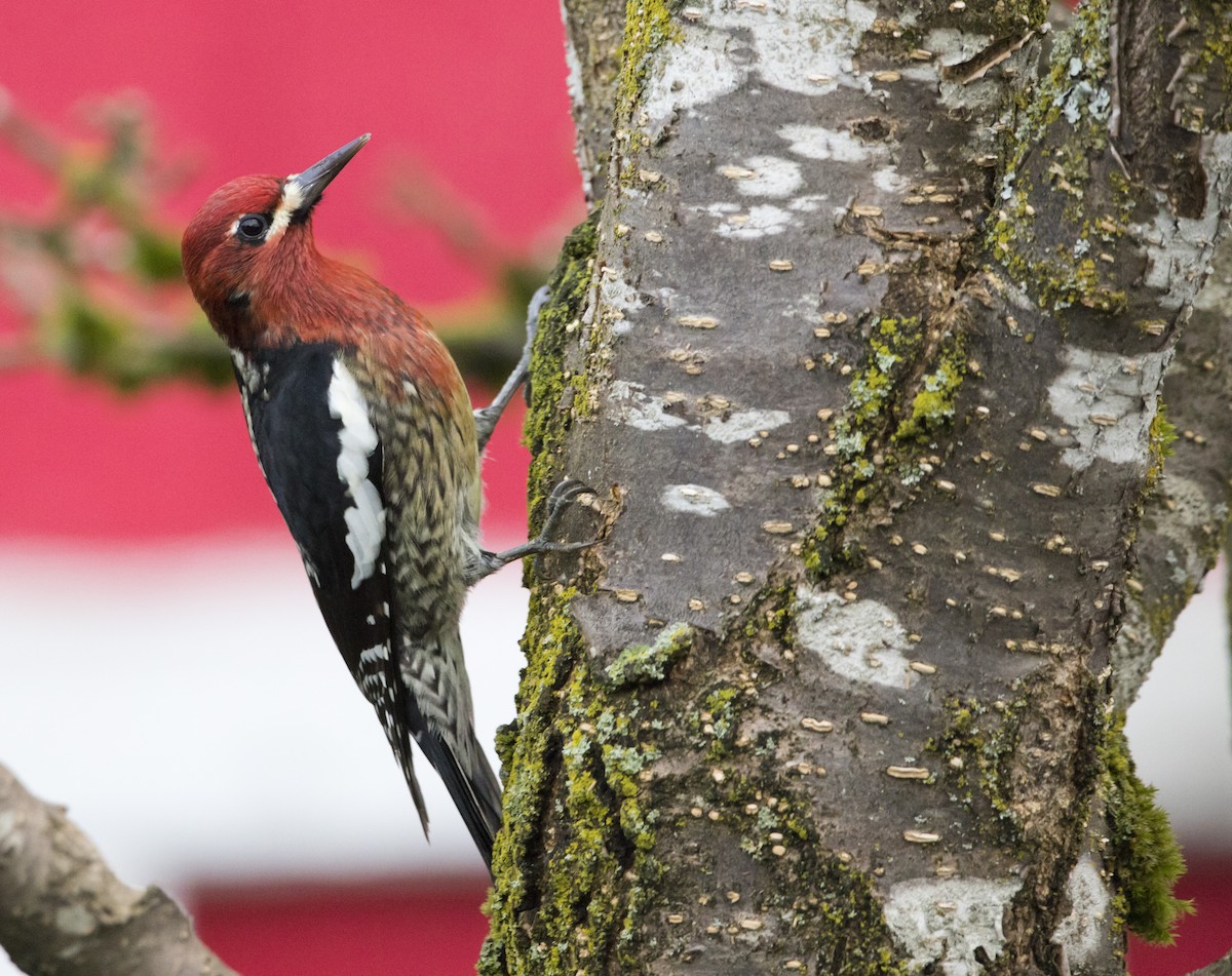 Дятел-смоктун червоноголовий - ML646930632