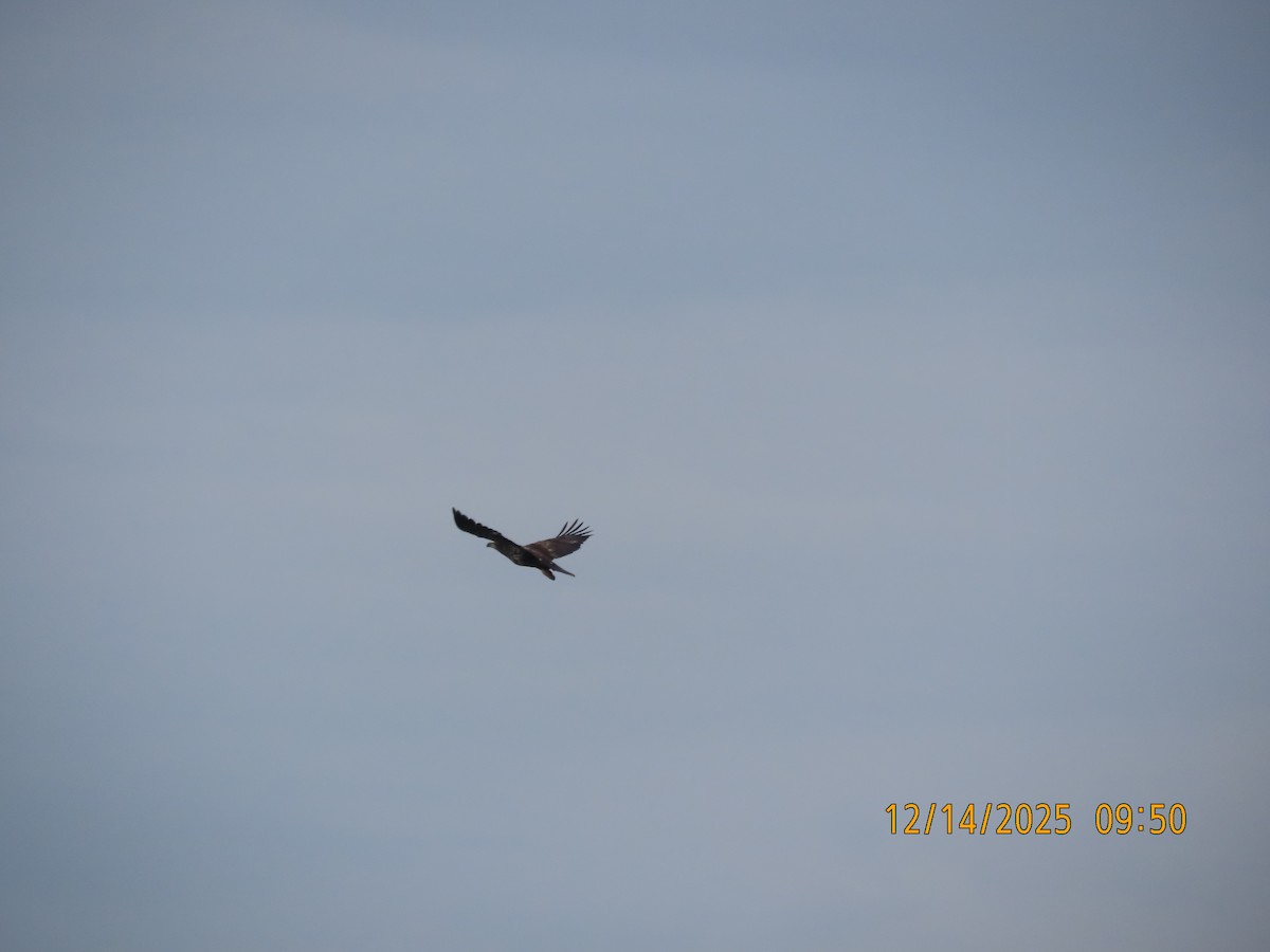 Itsas arrano buruzuria - ML646930635