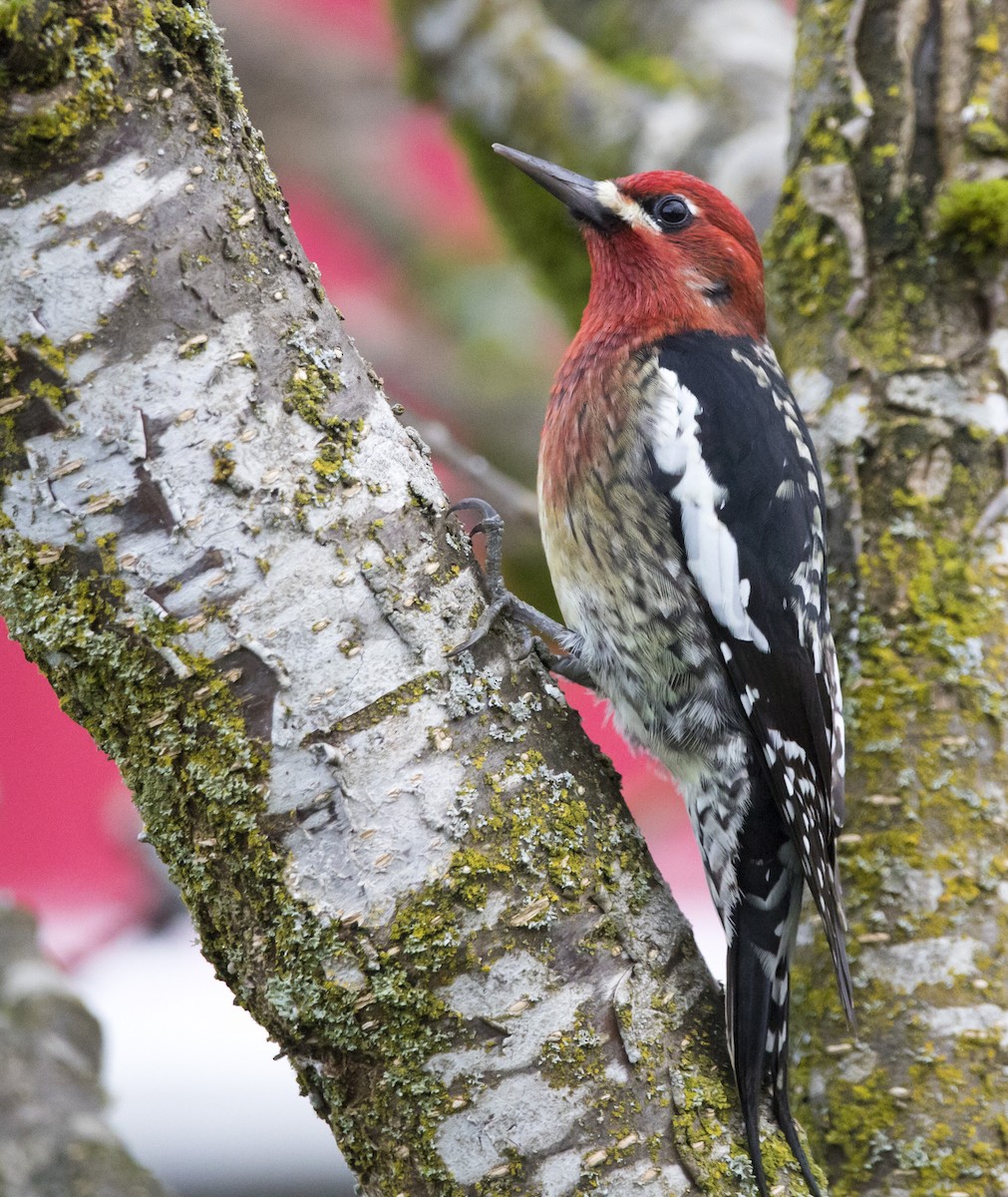 Дятел-смоктун червоноголовий - ML646930636