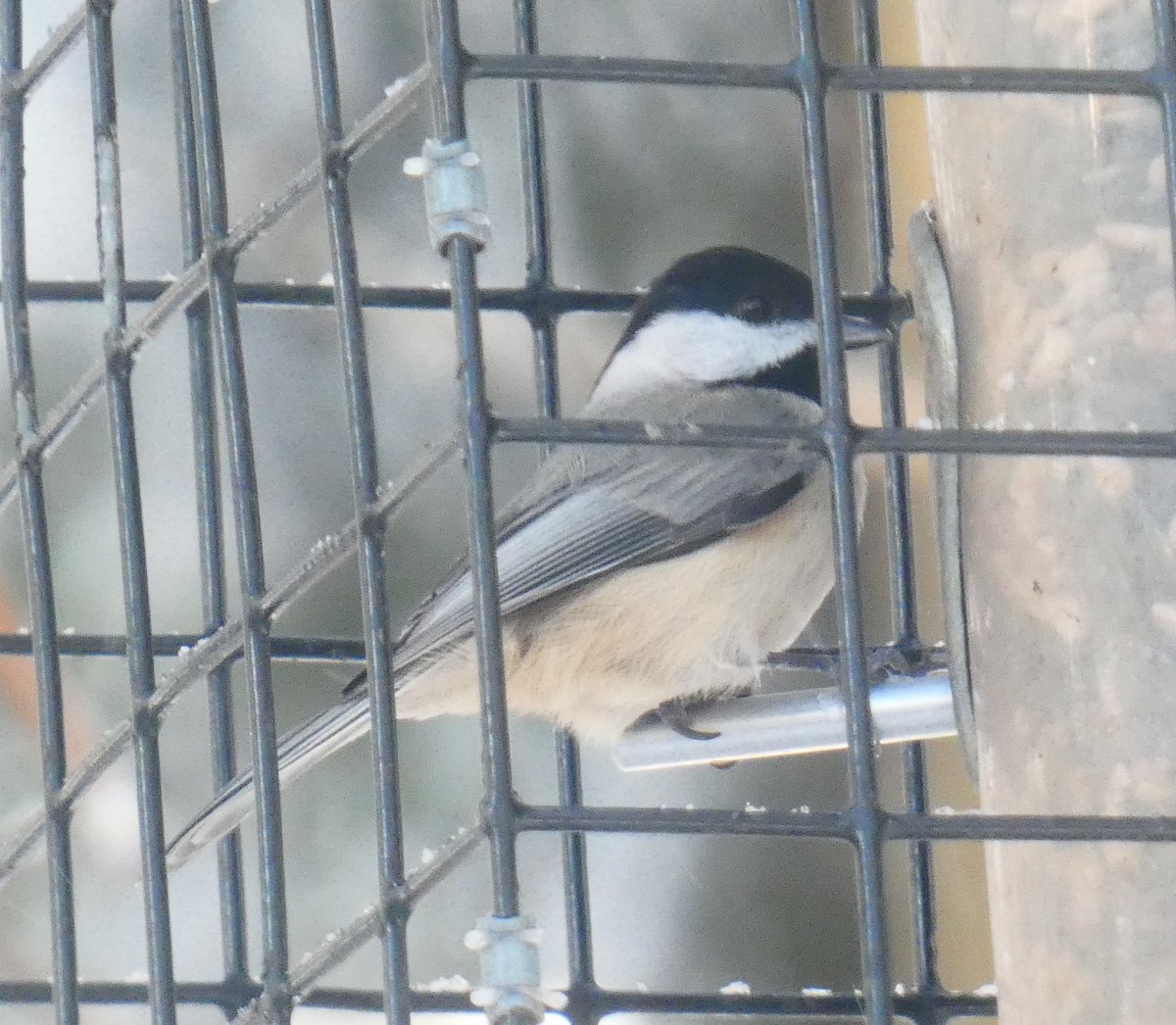 sýkora karolínská - ML646930637