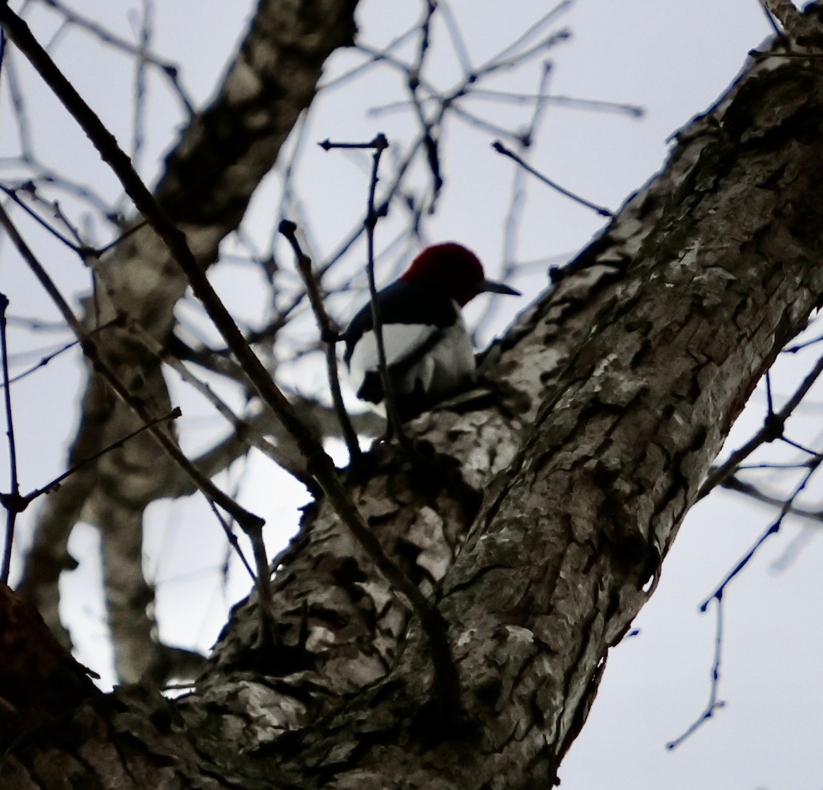 Red-headed Woodpecker - ML646930647