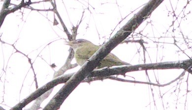 Yellow-green Vireo - ML646930648