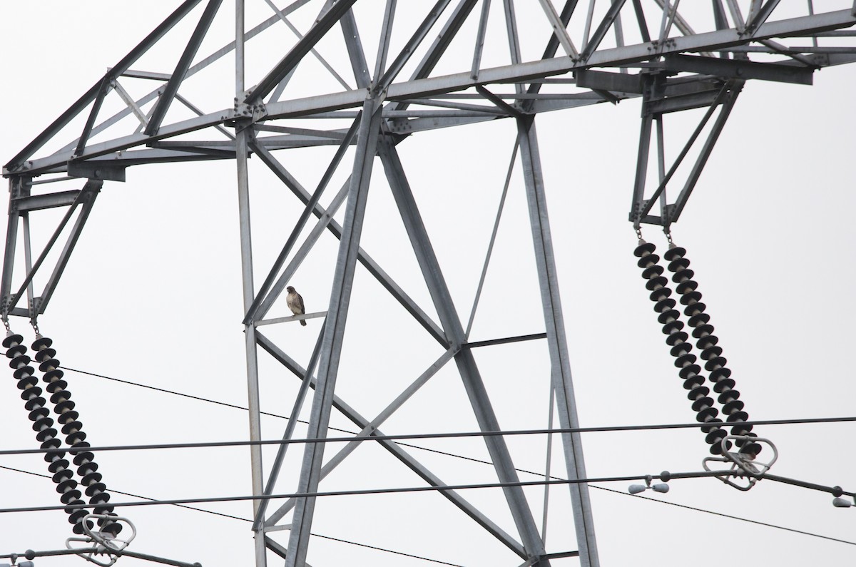 Канюк неоарктичний - ML646930649