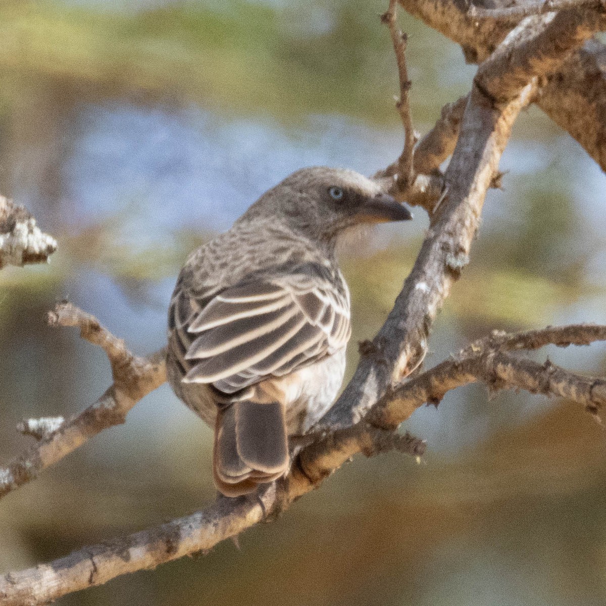 Rotschwanzweber - ML646930651