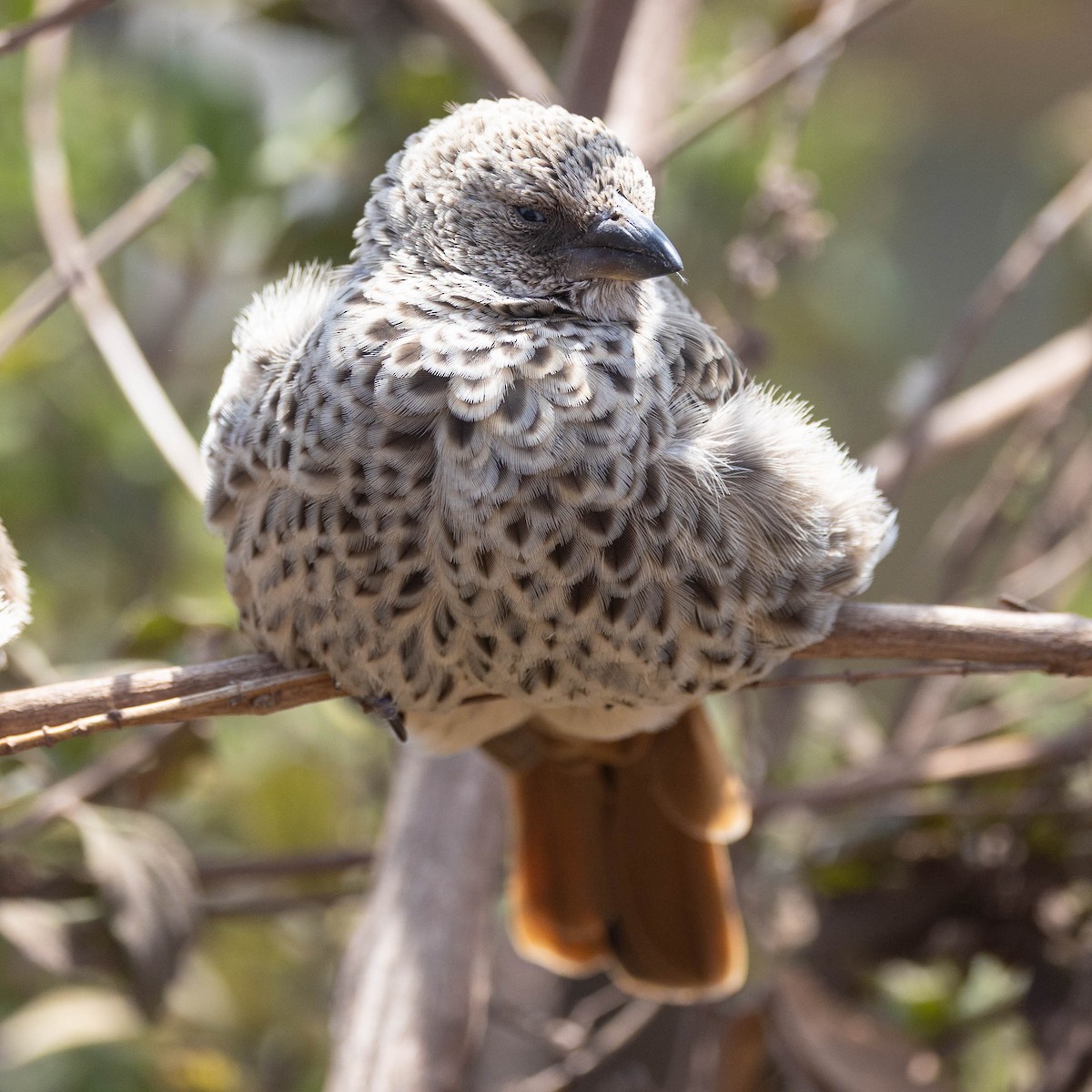 Rotschwanzweber - ML646930652