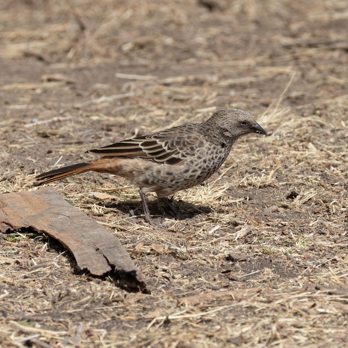 Rotschwanzweber - ML646930653