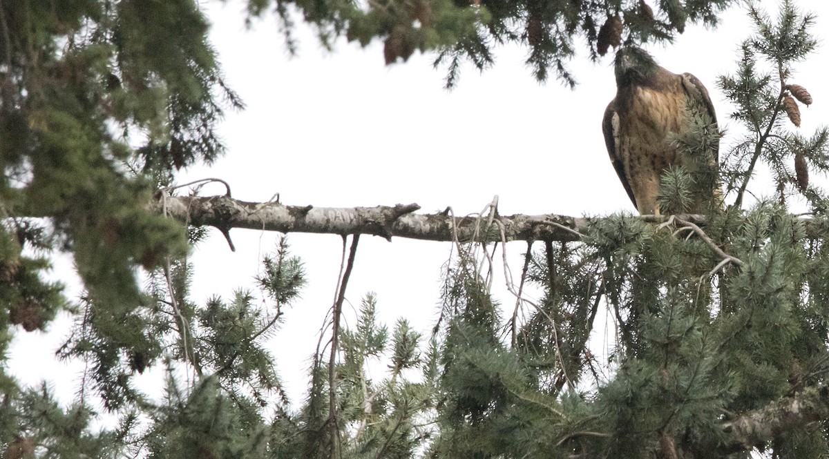 Канюк неоарктичний - ML646930655